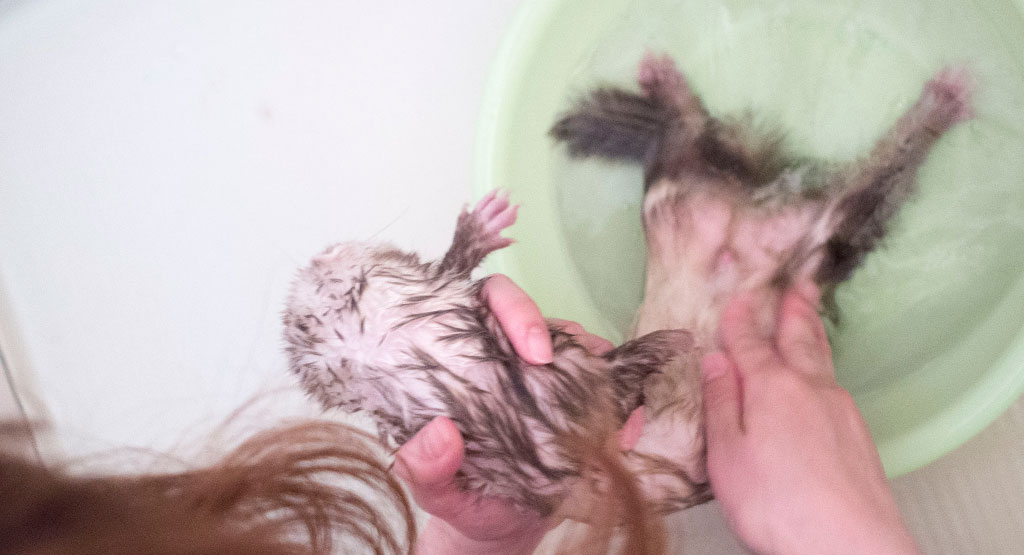 シャンプーされるこがねっち