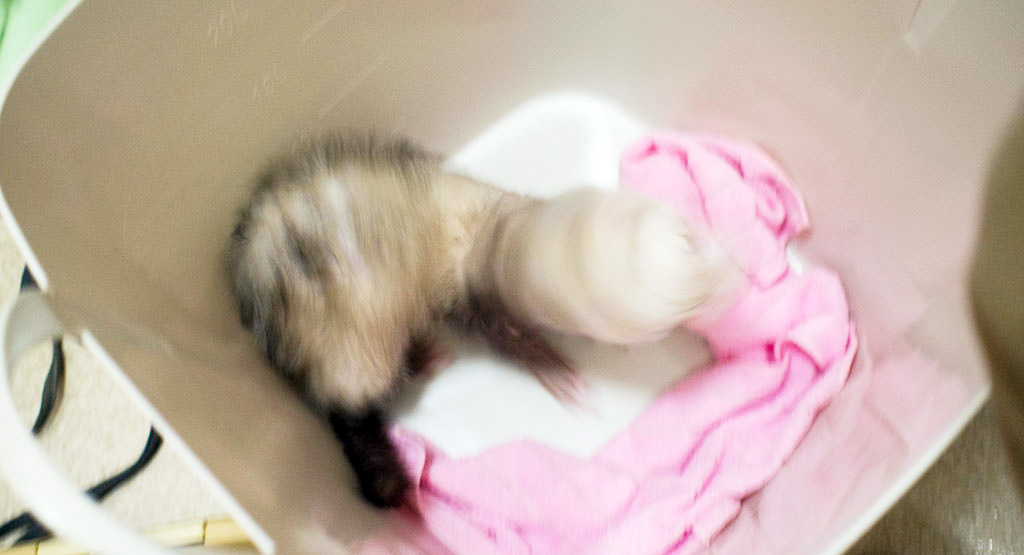 フェレット乾燥中