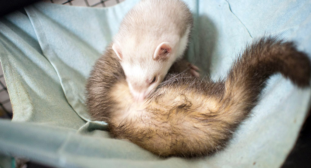 ふてくされるこがねっち