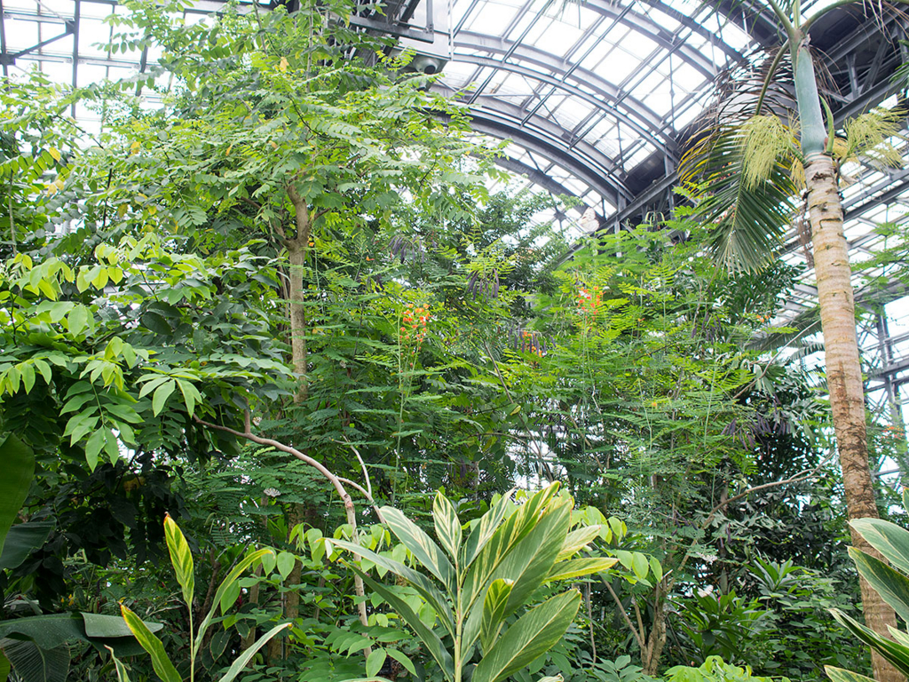 園内の大きな植物