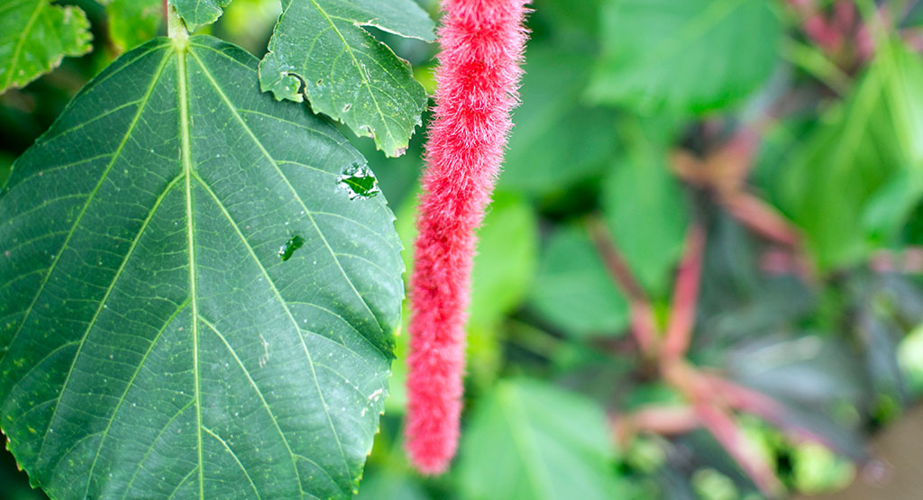 赤いふわふわした植物のアップ