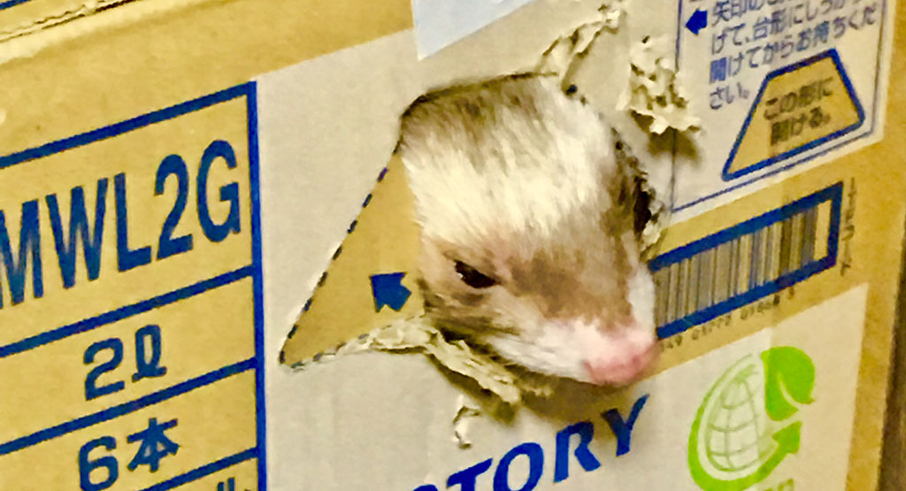 ダンボール破るフェレット