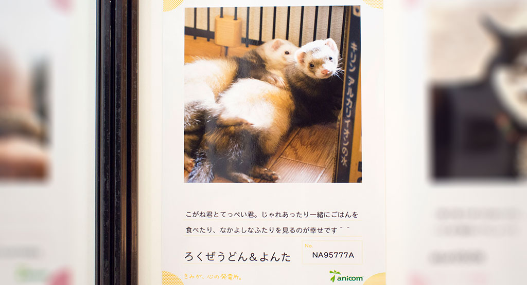 50,000人の写真展 こがね＆てっぺいの写真の展示