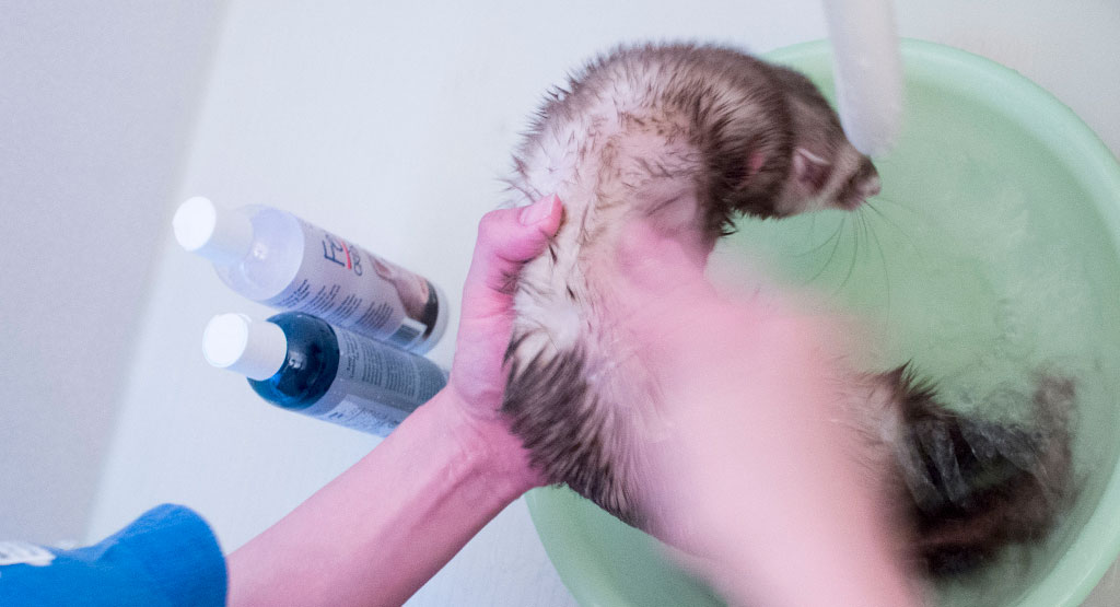 シャンプーされるてっぺい