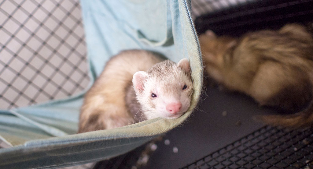 f:id:rokuzeudon:20170918173214j:plain