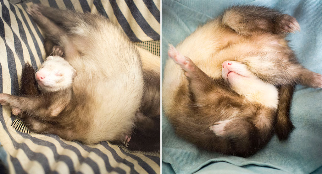 f:id:rokuzeudon:20170918173816j:plain