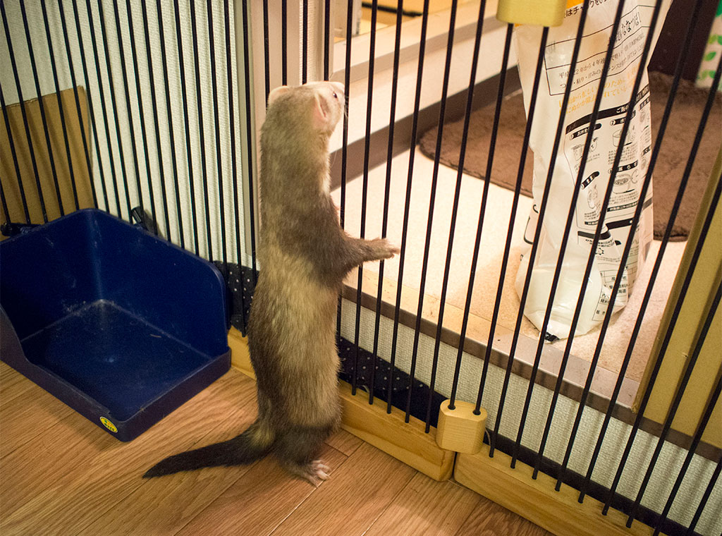 お風呂場を眺めるこがね