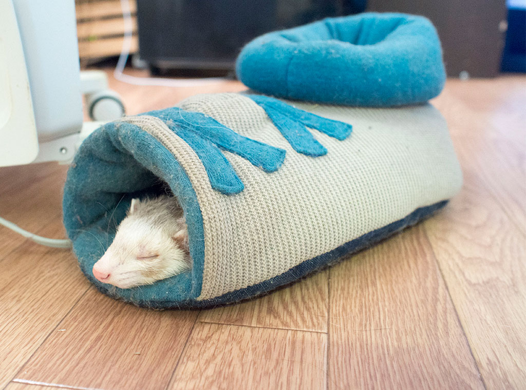 靴の中で寝るこがね
