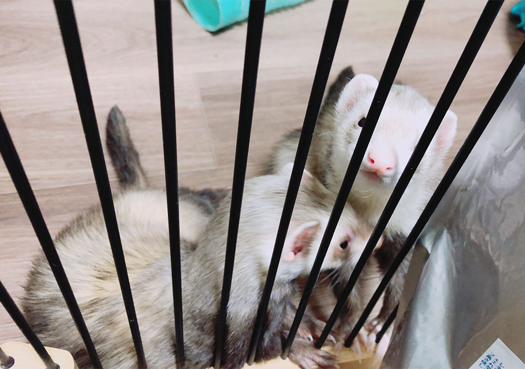 f:id:rokuzeudon:20171031012721j:plain