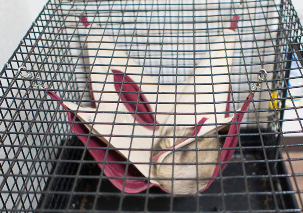 f:id:rokuzeudon:20171031012740j:plain