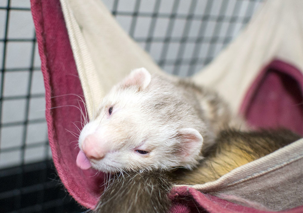 f:id:rokuzeudon:20171124025559j:plain