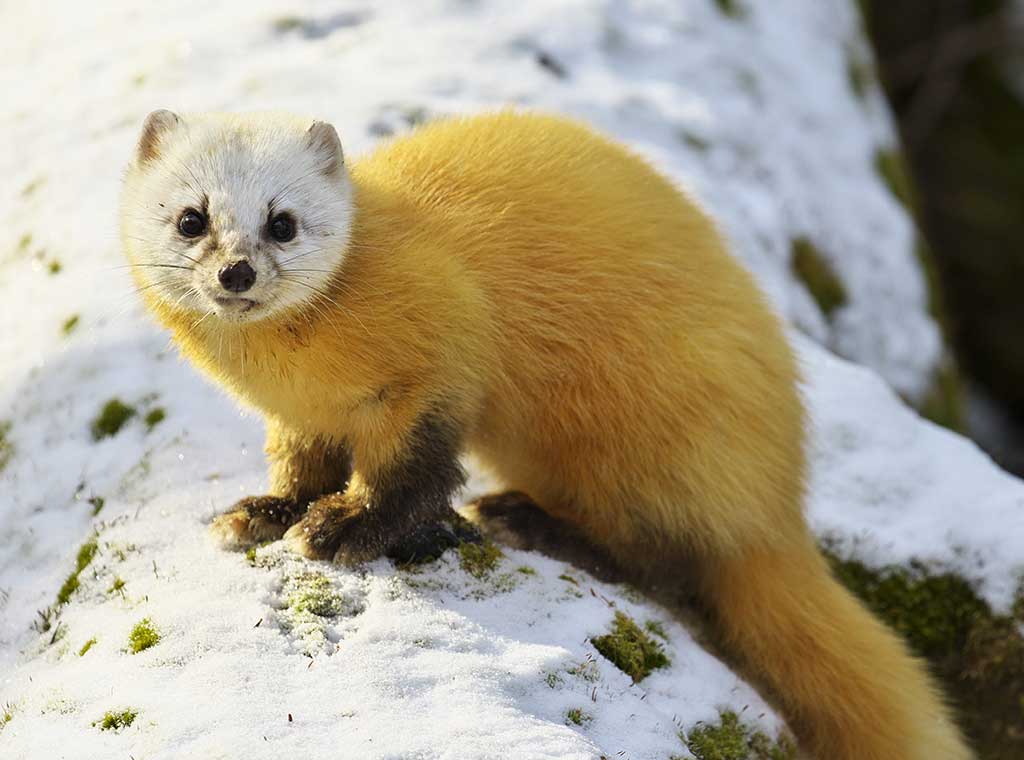 f:id:rokuzeudon:20171201033312j:plain