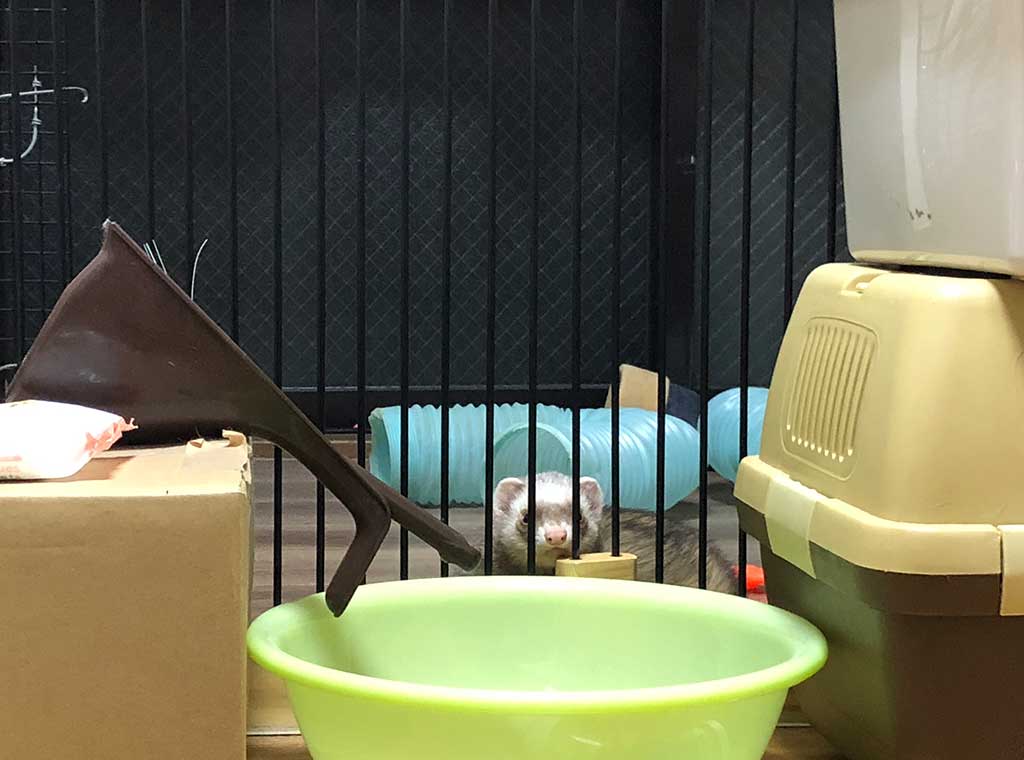 f:id:rokuzeudon:20171207211639j:plain