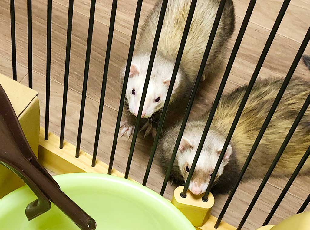 f:id:rokuzeudon:20171207211650j:plain