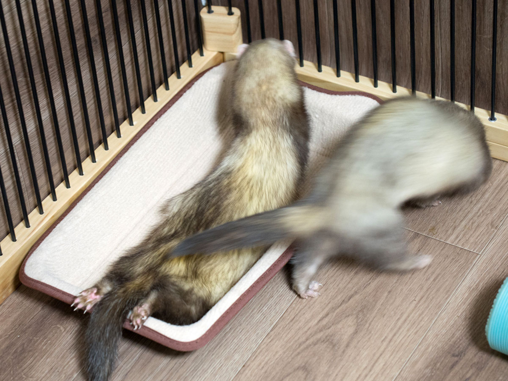 f:id:rokuzeudon:20180210014519j:plain