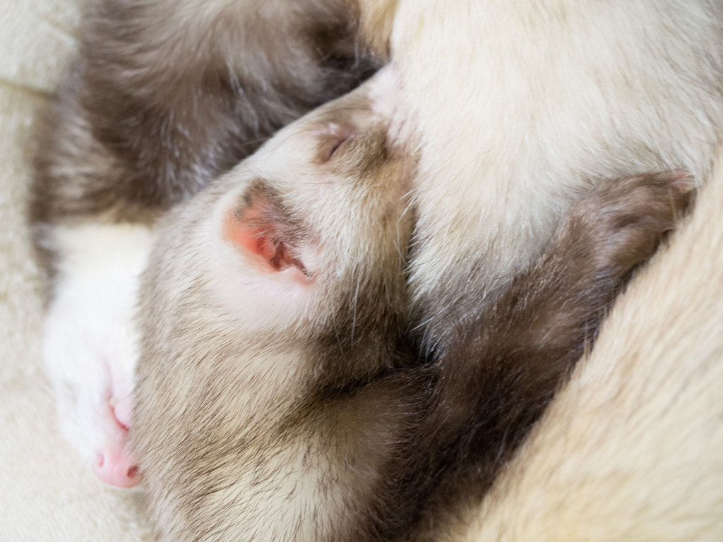 f:id:rokuzeudon:20180218002455j:plain