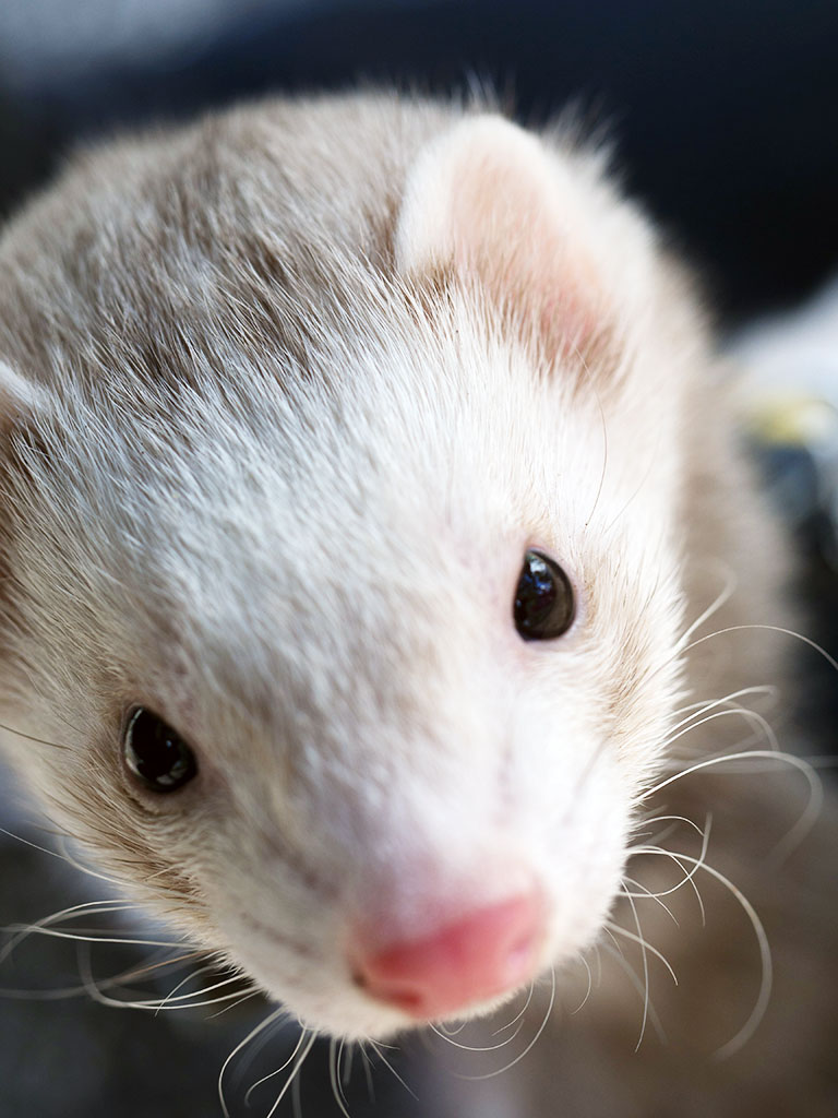 f:id:rokuzeudon:20180311184012j:plain