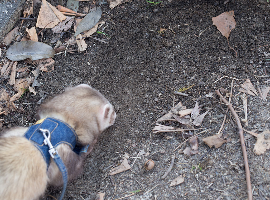 f:id:rokuzeudon:20180311184037j:plain