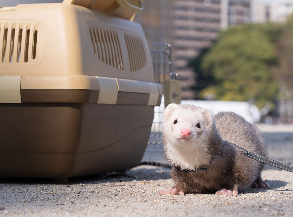 f:id:rokuzeudon:20180311184111j:plain