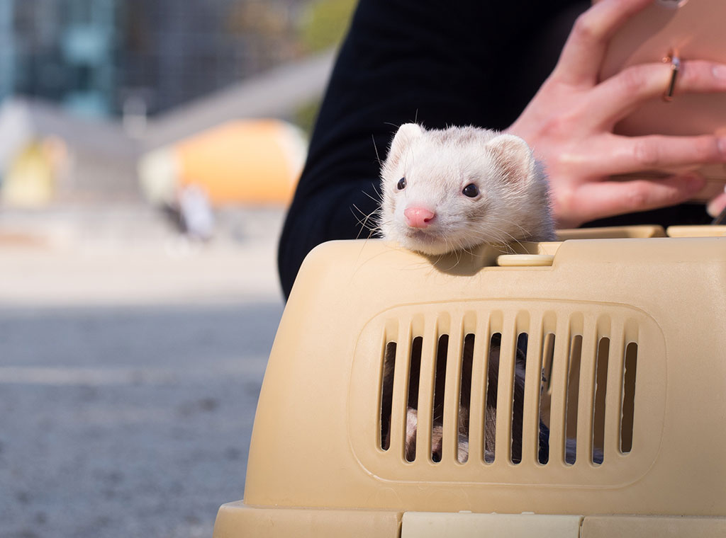 f:id:rokuzeudon:20180311184118j:plain