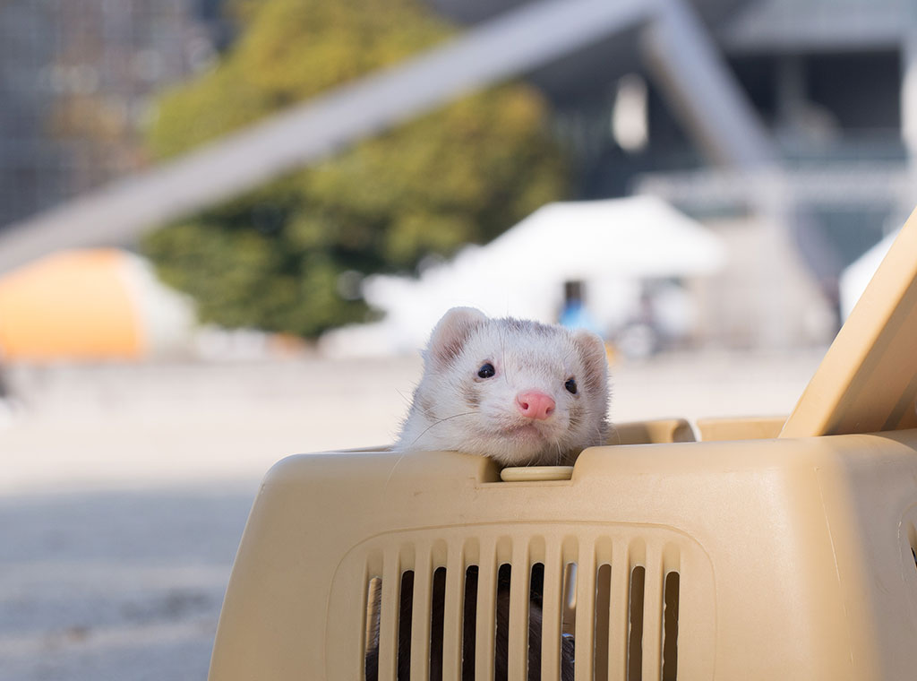 f:id:rokuzeudon:20180311184125j:plain