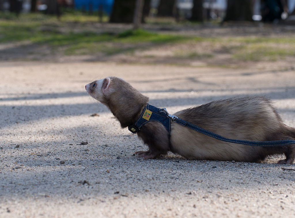 f:id:rokuzeudon:20180311184217j:plain