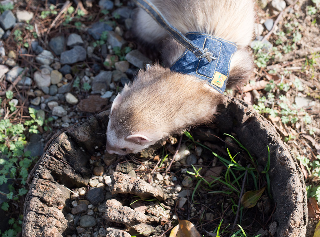 f:id:rokuzeudon:20180311184224j:plain