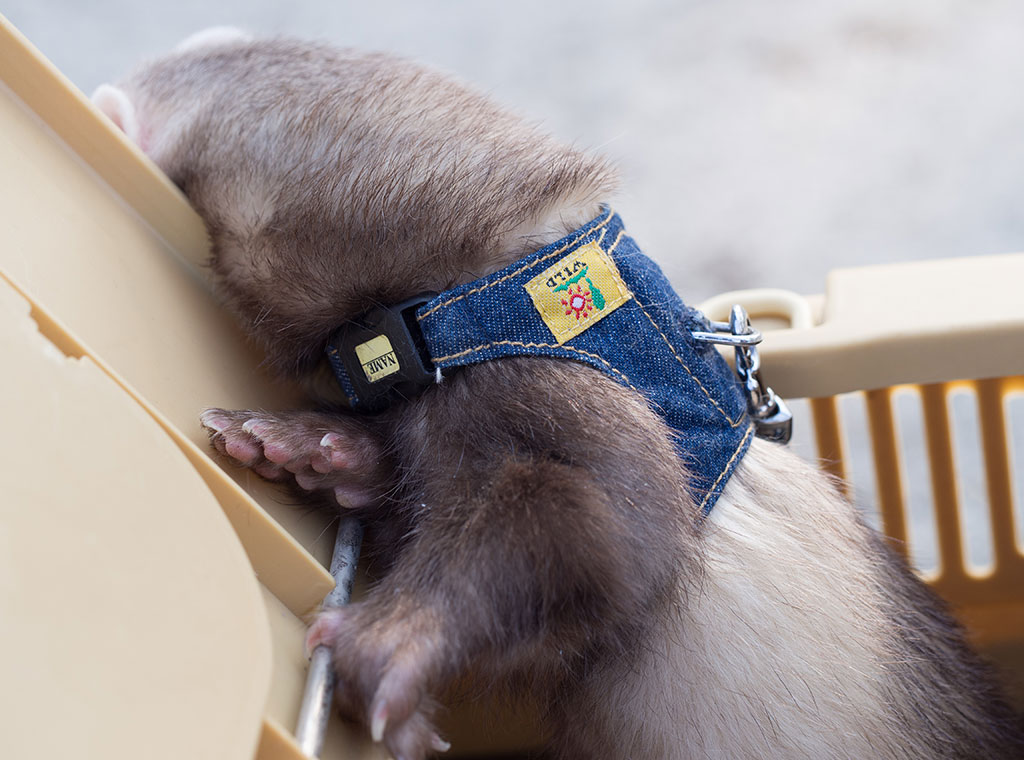 f:id:rokuzeudon:20180311184505j:plain