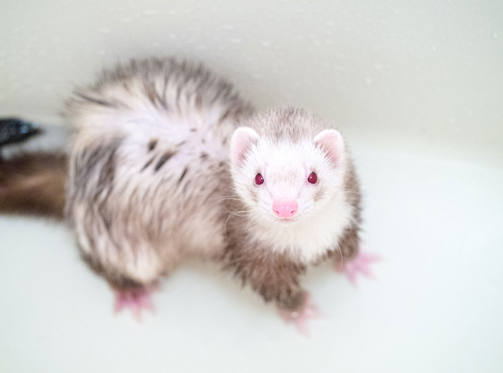 f:id:rokuzeudon:20180311184632j:plain