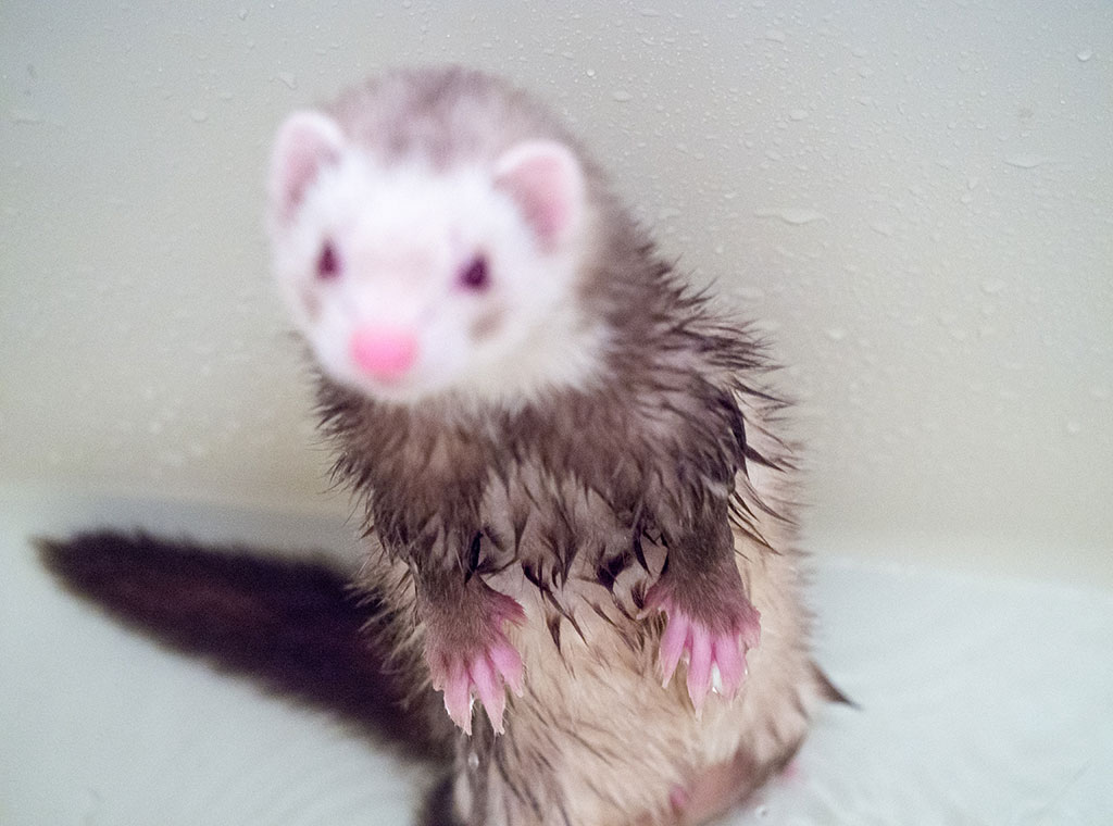 f:id:rokuzeudon:20180311184635j:plain