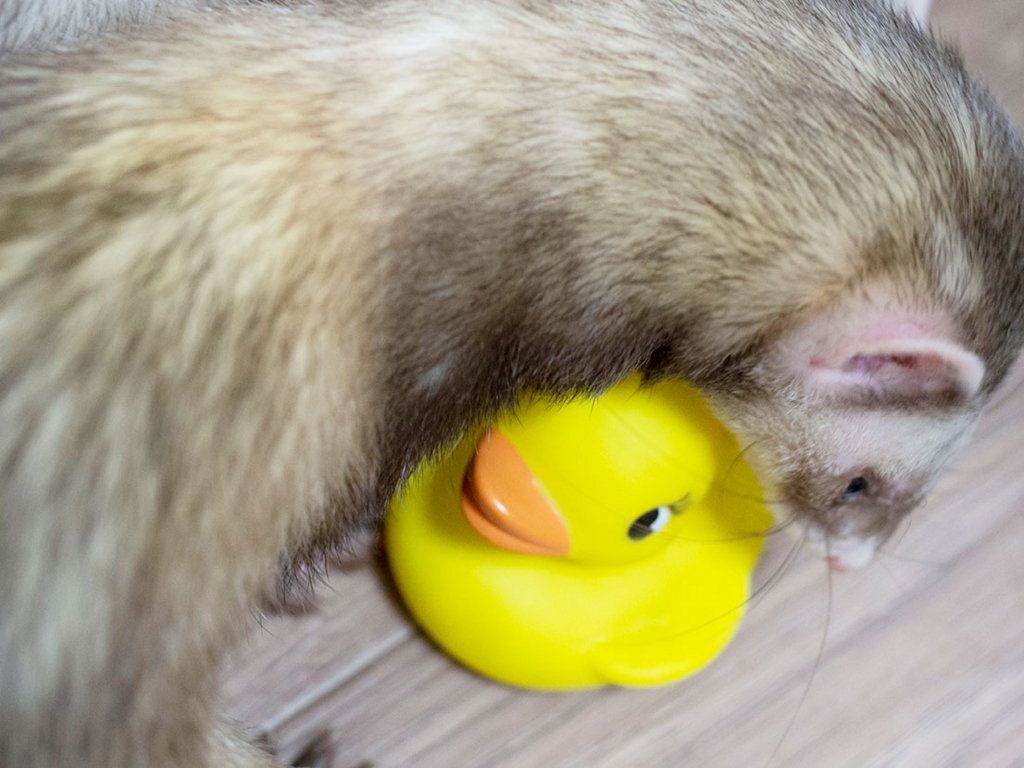 f:id:rokuzeudon:20180505125111j:plain