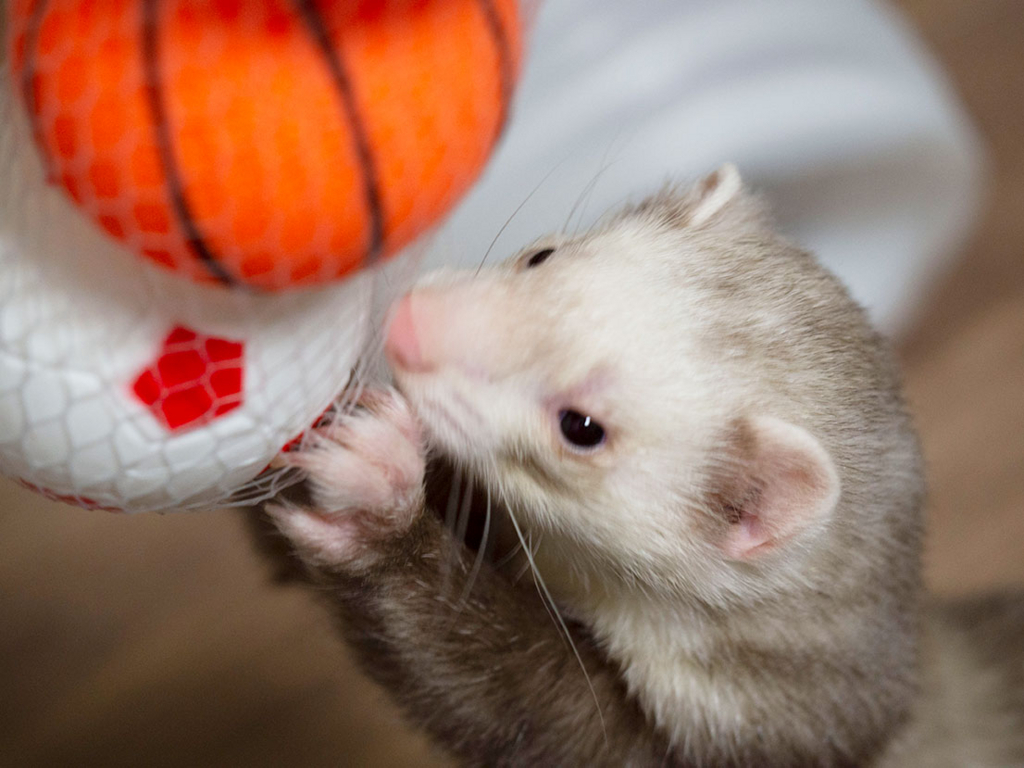 f:id:rokuzeudon:20180505125151j:plain