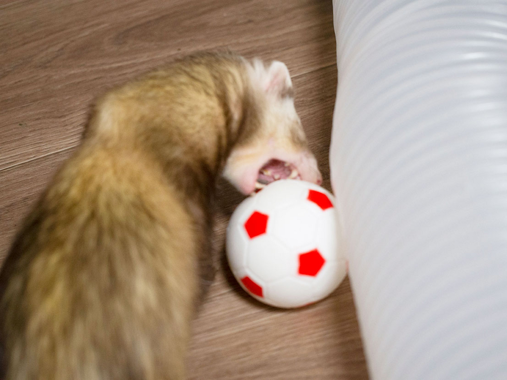 f:id:rokuzeudon:20180505125202j:plain