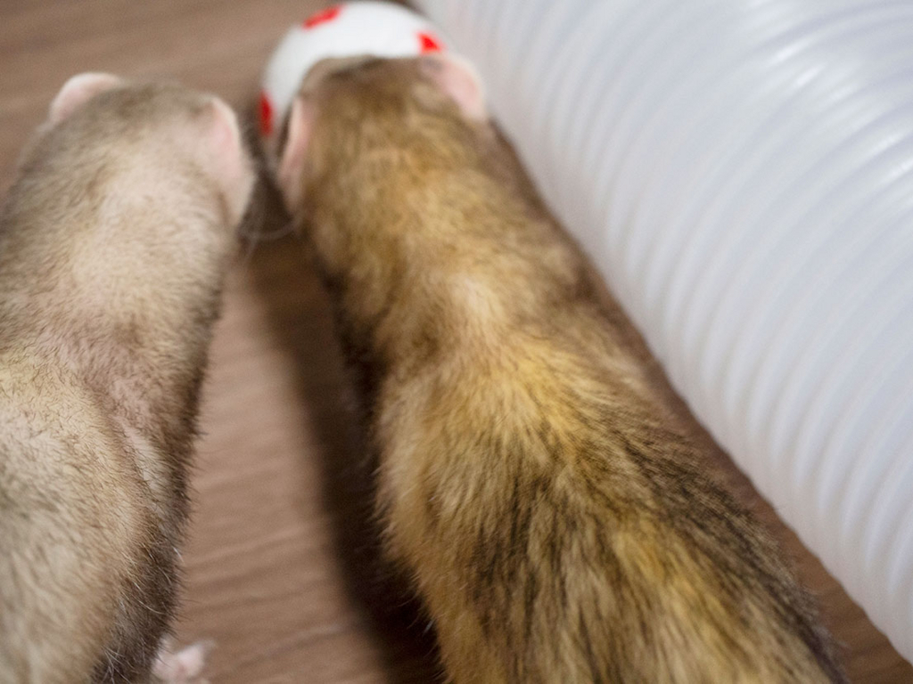 f:id:rokuzeudon:20180505125207j:plain