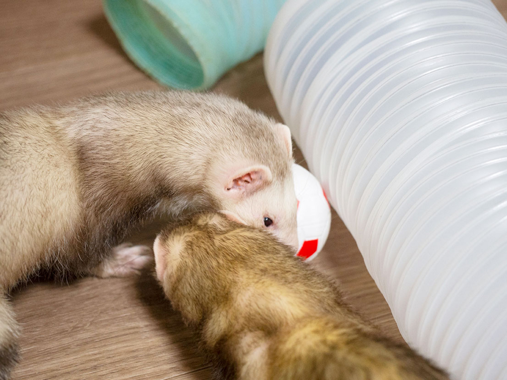 f:id:rokuzeudon:20180505125211j:plain