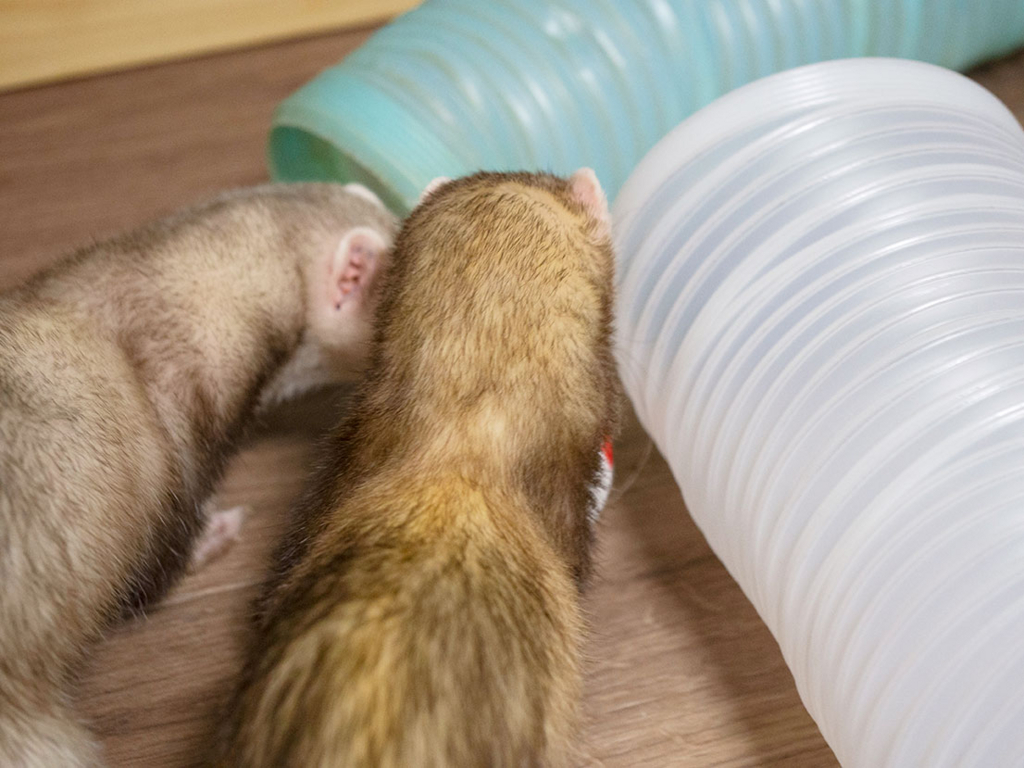 f:id:rokuzeudon:20180505125224j:plain