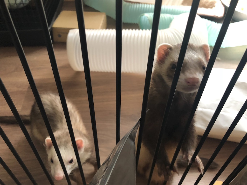 f:id:rokuzeudon:20180604083830j:image
