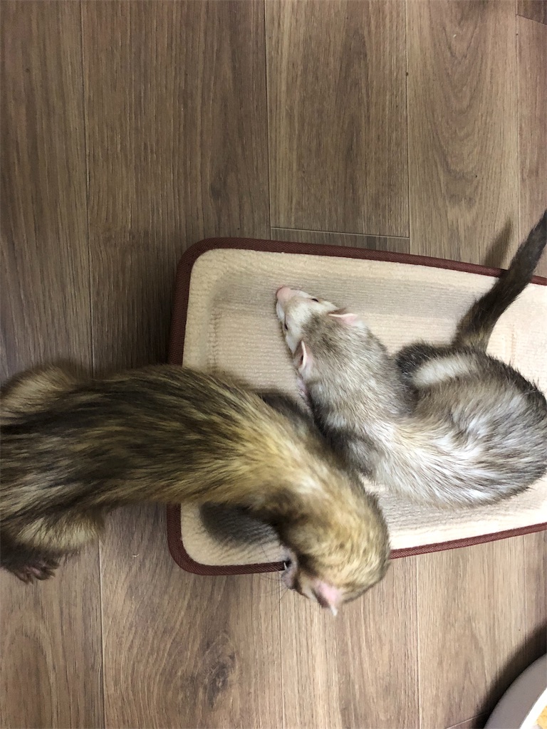 f:id:rokuzeudon:20180621232100j:image