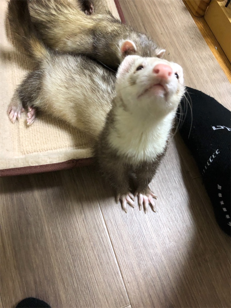 f:id:rokuzeudon:20180621232210j:image