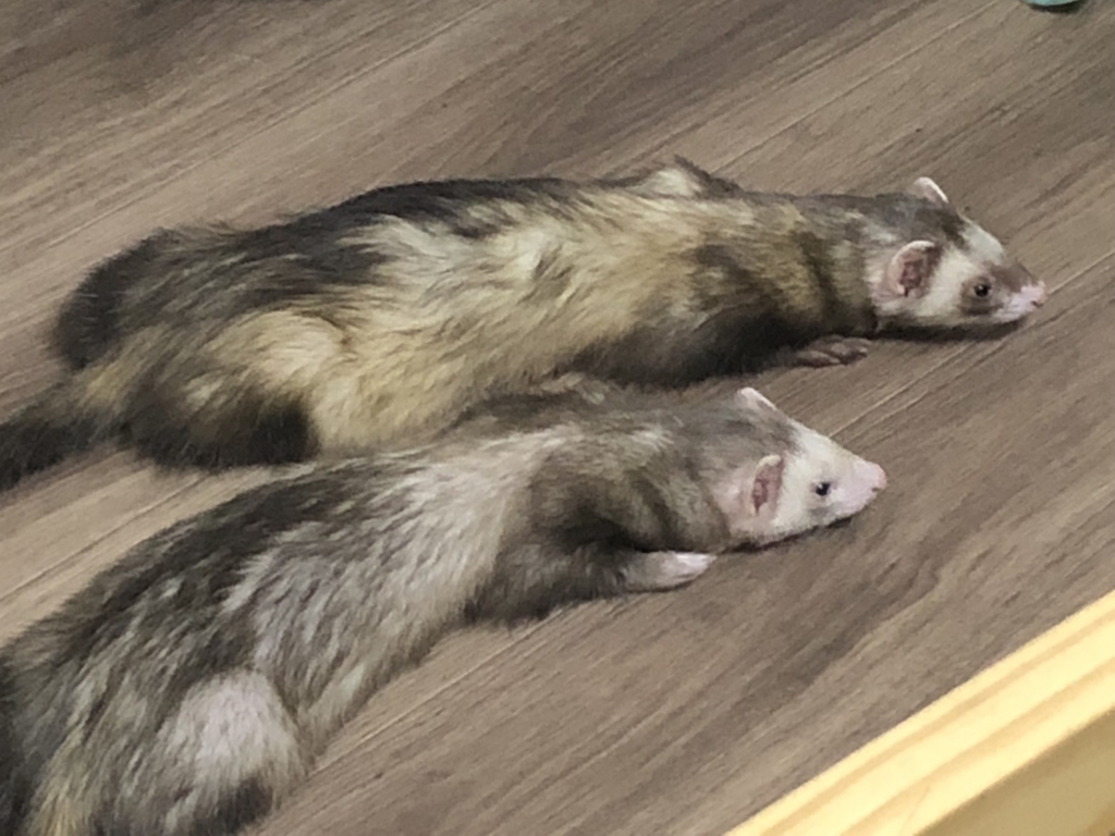 f:id:rokuzeudon:20180713152327j:plain