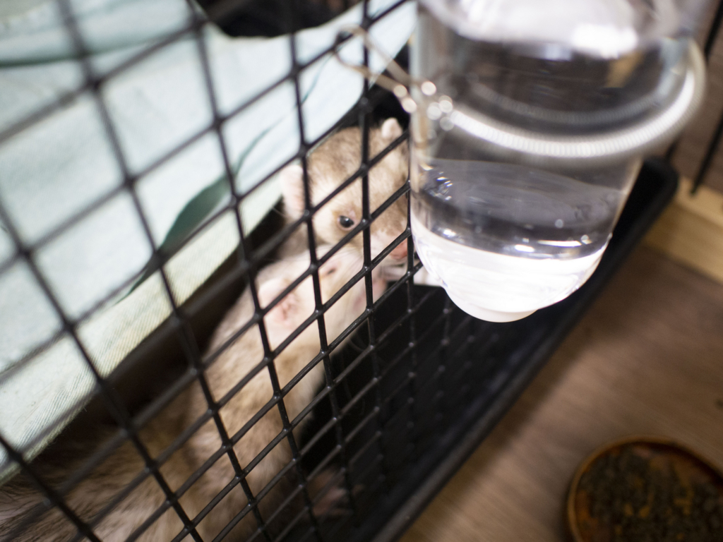 f:id:rokuzeudon:20180726123545j:plain