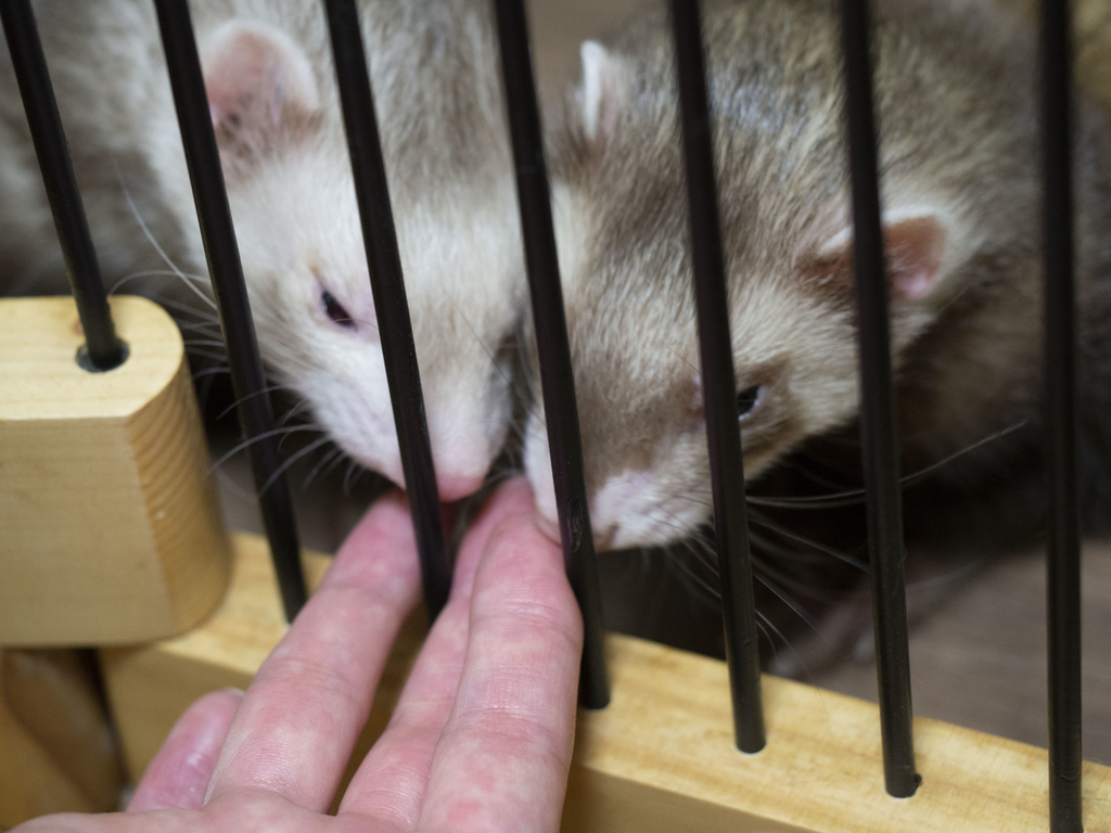 f:id:rokuzeudon:20180902103716j:plain