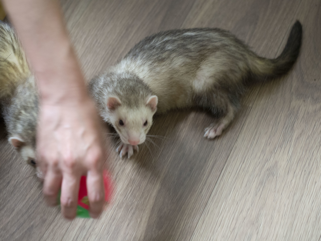 f:id:rokuzeudon:20180909182215j:plain