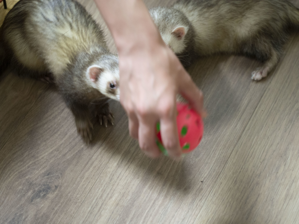 f:id:rokuzeudon:20180909182220j:plain