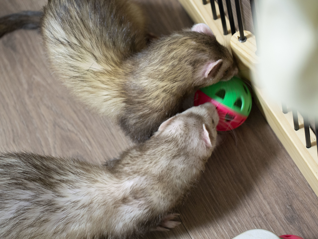 f:id:rokuzeudon:20180909182339j:plain