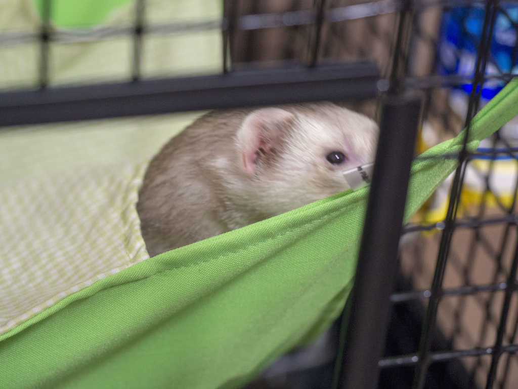 f:id:rokuzeudon:20180916221053j:plain