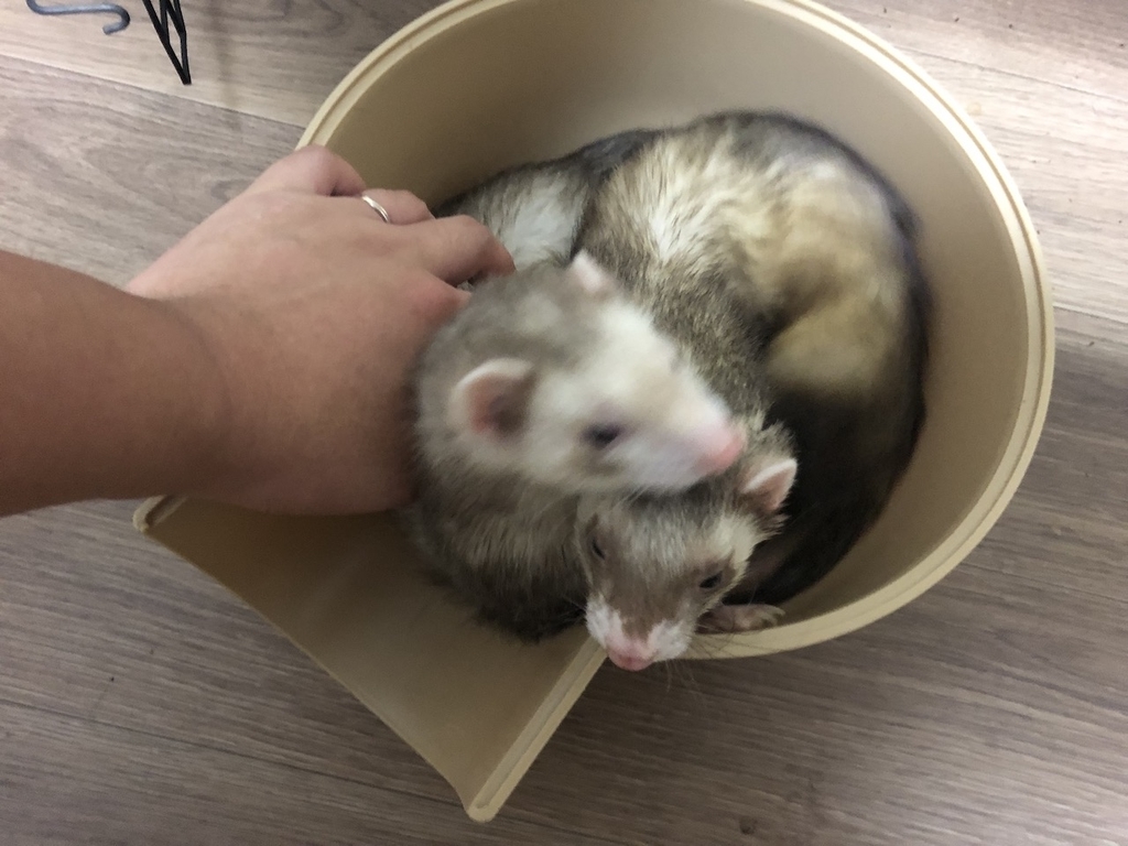 f:id:rokuzeudon:20180930220346j:plain