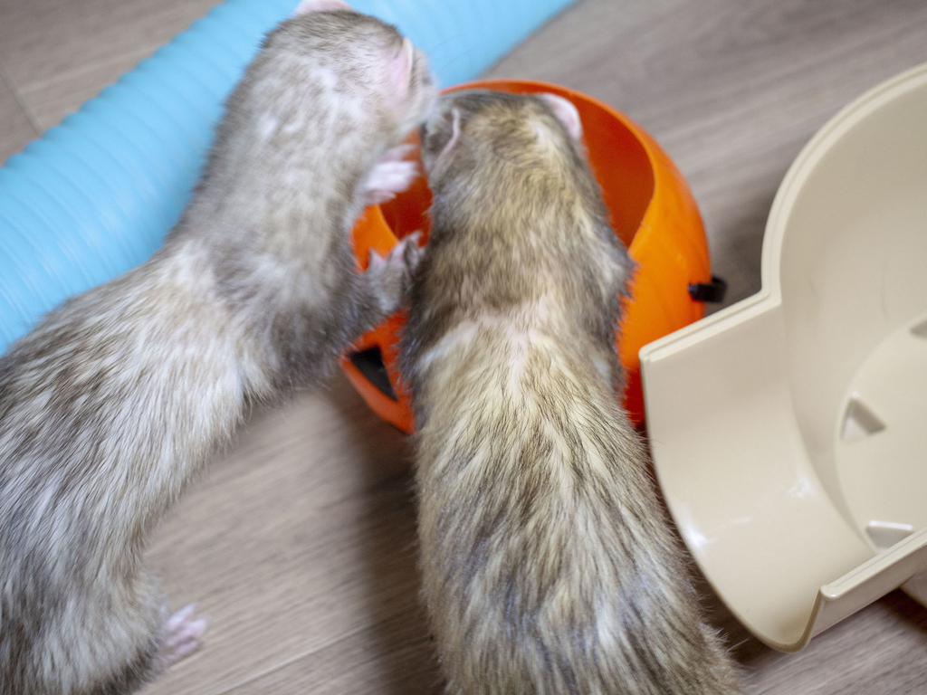 f:id:rokuzeudon:20181007104738j:plain