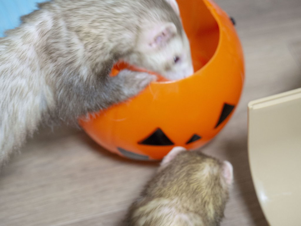 f:id:rokuzeudon:20181007111125j:plain