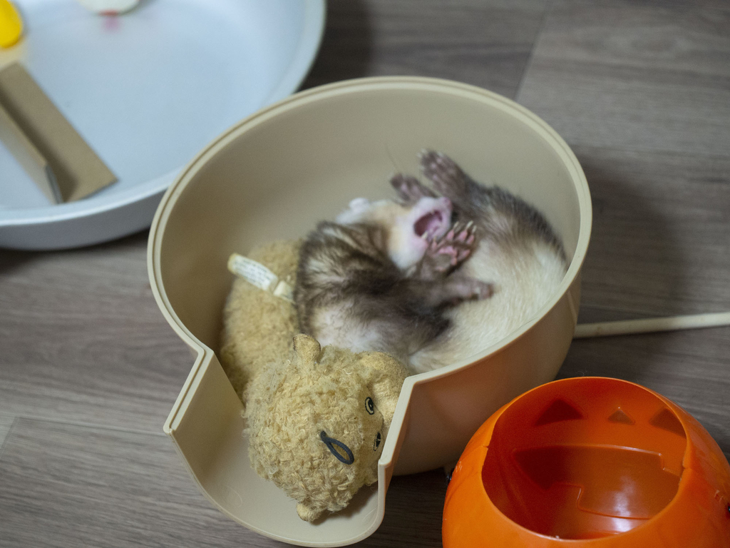 f:id:rokuzeudon:20181007111306j:plain